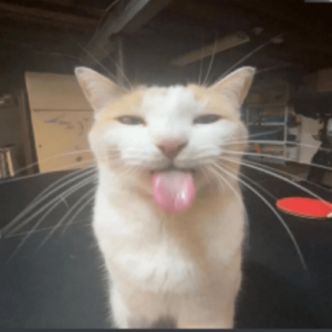 Silly Cat Image ID