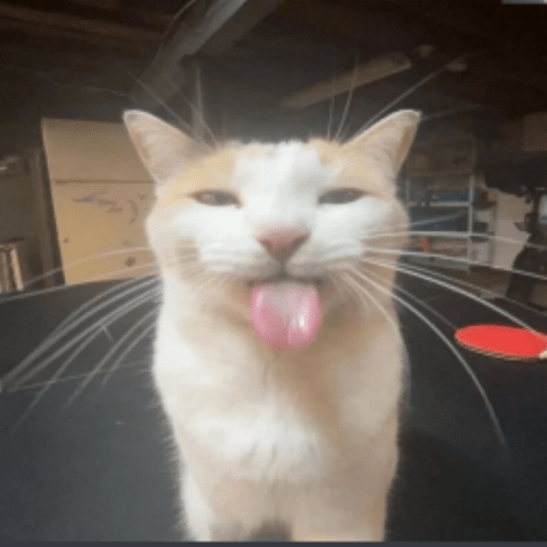Silly Cat Image ID